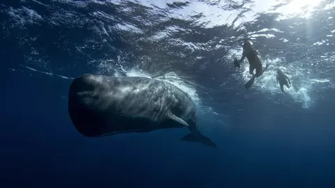 Вчені наблизилися до розшифрування мови кашалотів: що це означає