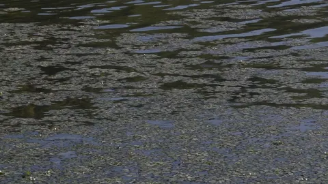 Південний Буг у Вінниці позеленів: що кажуть екологи про цвітіння води