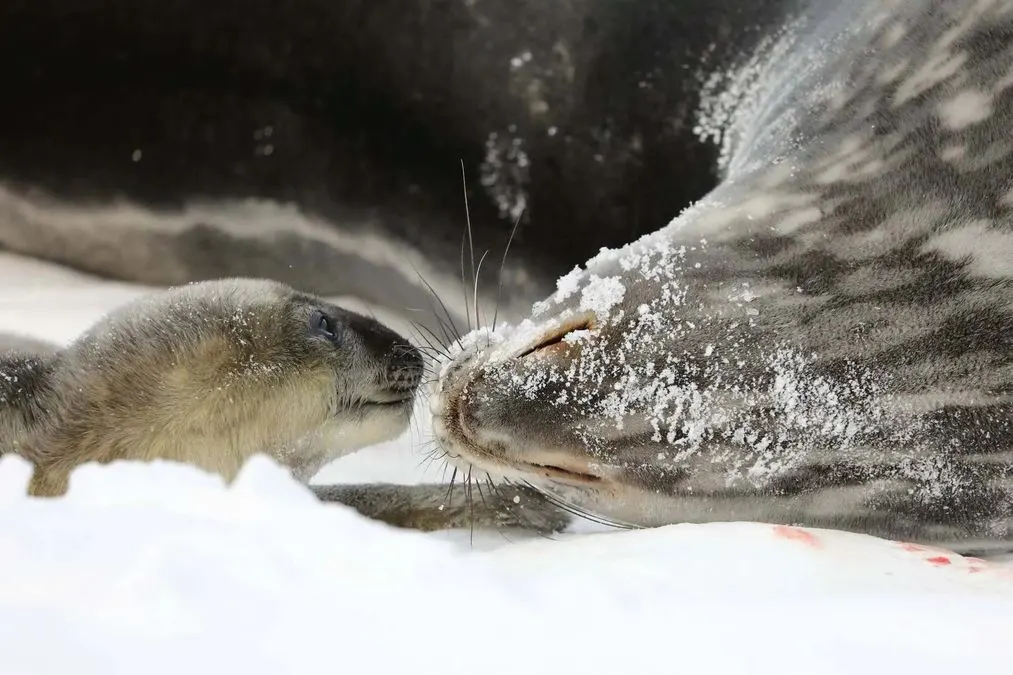 Біля «Академіка Вернадського» народилося перше цьогоріч тюленя: полярники просять придумати ім'я