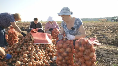 На Черкащині переселенці допомагають фермерам збирати врожай
