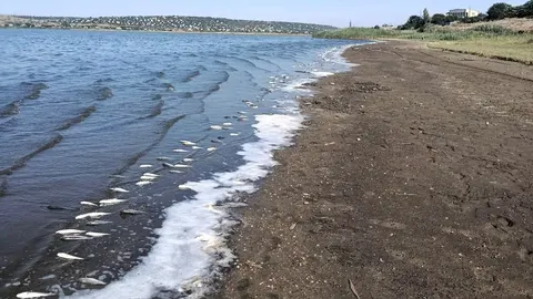Хаджибейський лиман: у воді знайшли сірководень та перевищення норм