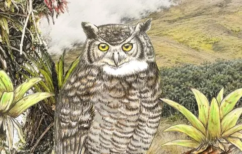 У Перу описано новий вид рогатої сови — Bubo jalca