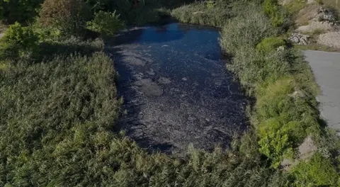 У Ковелі перевіряють водойму через ознаки забруднення: сіра піна та запах каналізації