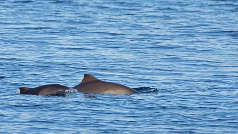 Вчені вперше записали крики морської свині, що заплуталася в сітці