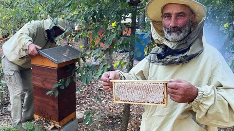 Пасічник з Рівненщини: через спеку бджоли гірше збирають мед