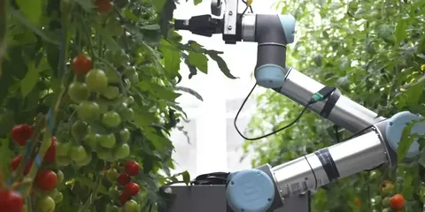 У Китаї створили робота GEAIR 2.0, який запилює квітку за 10 секунд