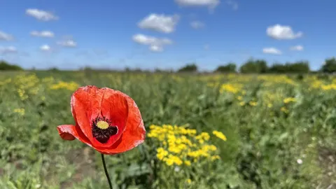 Літо у Києві: 13-те найтепліше за 144 роки спостережень