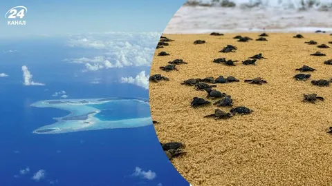 На атолі Тетіароа за сезон вилупилося понад 15 тисяч морських черепах