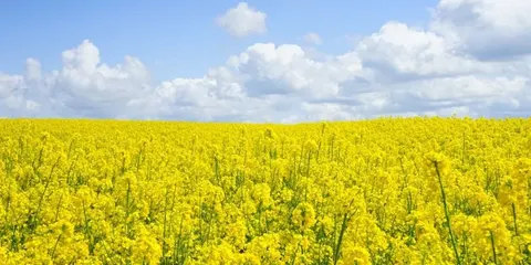 Бізнес просить Раду скасувати мито на експорт сої та ріпаку