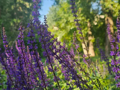 Рослини обирають запилювачів замість захисту від спеки: що це означає