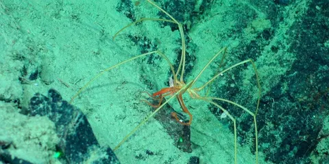 Крихітні ракоподібні подорожують океаном верхи на морських павуках — дослідження