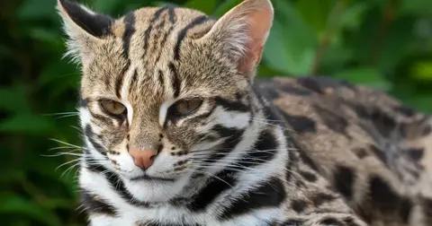 У рідкісних леопардових котів на острові Цусіма знайшли короткі хвости: що це означає