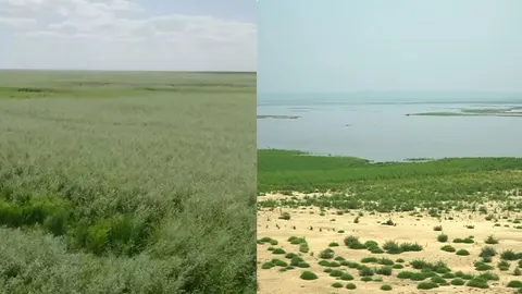 На місці Каховського водосховища формується унікальний ліс: що відомо