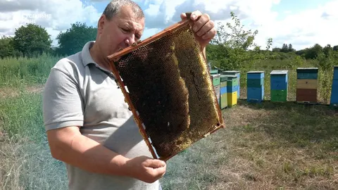 Ветеран із Рівненщини про бджільництво: потрави, крадіжки та збір меду