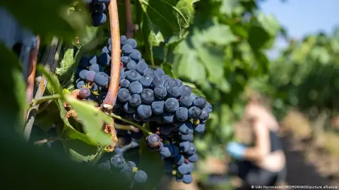Спека в Німеччині зсунула збір винограду на серпень: що це означає