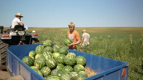 Кавуни дорожчі на 70%: як черкаський фермер врятував урожай після зливи
