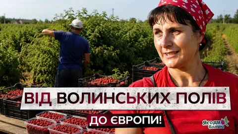На Волині планують зібрати 350 тонн малини на експорт