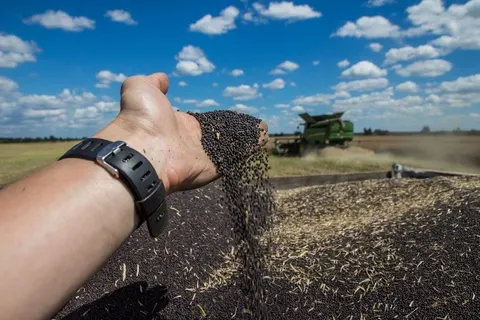 Ціни на ріпак у ЄС зросли: що це означає для українських аграріїв