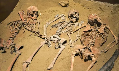 Як ходили «хоббіти»: нові дані про Homo floresiensis