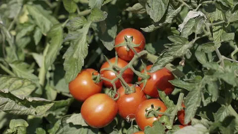 На Вінниччині фермери прогнозують до 70 тонн томатів з гектара