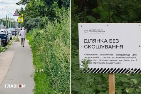 Некошені газони Києва: біолог пояснив, чим це небезпечно